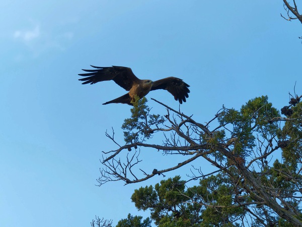 https://lemis.nyc3.digitaloceanspaces.com/grog/Photos/20250703/small/Birding-meeting-125.jpeg
