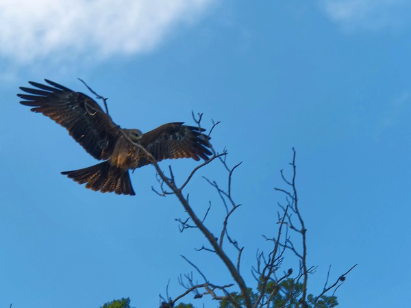https://lemis.nyc3.digitaloceanspaces.com/grog/Photos/20250703/small/Birding-meeting-126.jpeg