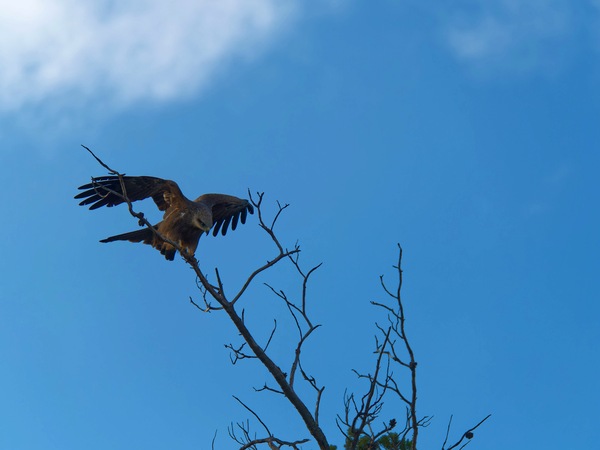 https://lemis.nyc3.digitaloceanspaces.com/grog/Photos/20250703/small/Birding-meeting-127.jpeg