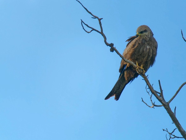 https://lemis.nyc3.digitaloceanspaces.com/grog/Photos/20250703/small/Birding-meeting-129.jpeg