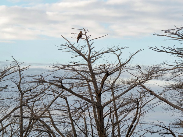 https://lemis.nyc3.digitaloceanspaces.com/grog/Photos/20250703/small/Birding-meeting-13.jpeg