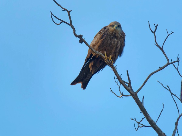 https://lemis.nyc3.digitaloceanspaces.com/grog/Photos/20250703/small/Birding-meeting-130.jpeg