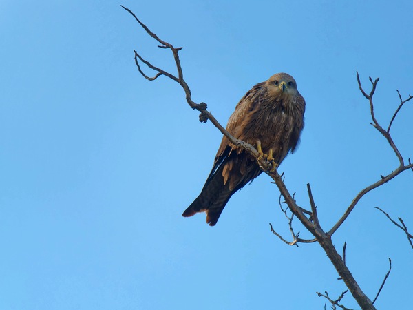 https://lemis.nyc3.digitaloceanspaces.com/grog/Photos/20250703/small/Birding-meeting-131.jpeg