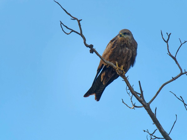 https://lemis.nyc3.digitaloceanspaces.com/grog/Photos/20250703/small/Birding-meeting-132.jpeg