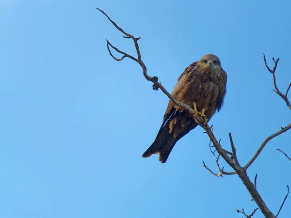 https://lemis.nyc3.digitaloceanspaces.com/grog/Photos/20250703/small/Birding-meeting-133.jpeg