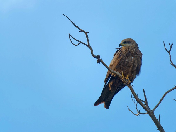 https://lemis.nyc3.digitaloceanspaces.com/grog/Photos/20250703/small/Birding-meeting-134.jpeg