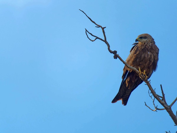 https://lemis.nyc3.digitaloceanspaces.com/grog/Photos/20250703/small/Birding-meeting-135.jpeg