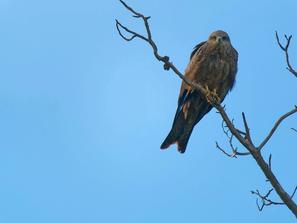https://lemis.nyc3.digitaloceanspaces.com/grog/Photos/20250703/small/Birding-meeting-136.jpeg