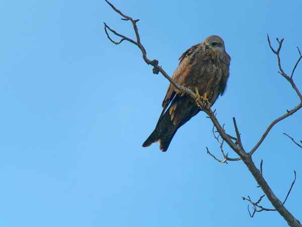 https://lemis.nyc3.digitaloceanspaces.com/grog/Photos/20250703/small/Birding-meeting-137.jpeg