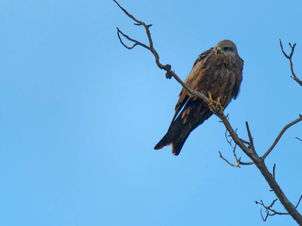 https://lemis.nyc3.digitaloceanspaces.com/grog/Photos/20250703/small/Birding-meeting-138.jpeg