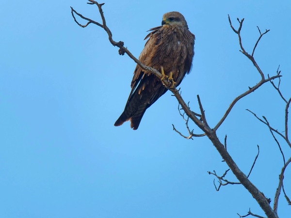 https://lemis.nyc3.digitaloceanspaces.com/grog/Photos/20250703/small/Birding-meeting-139.jpeg