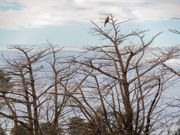 https://lemis.nyc3.digitaloceanspaces.com/grog/Photos/20250703/small/Birding-meeting-14.jpeg