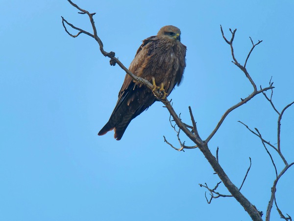 https://lemis.nyc3.digitaloceanspaces.com/grog/Photos/20250703/small/Birding-meeting-140.jpeg