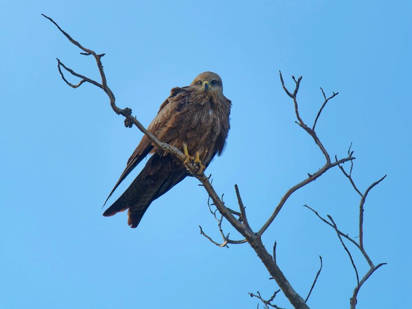https://lemis.nyc3.digitaloceanspaces.com/grog/Photos/20250703/small/Birding-meeting-141.jpeg