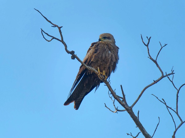 https://lemis.nyc3.digitaloceanspaces.com/grog/Photos/20250703/small/Birding-meeting-142.jpeg