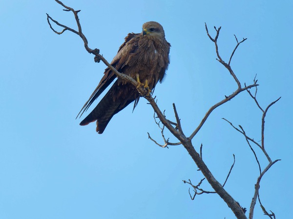 https://lemis.nyc3.digitaloceanspaces.com/grog/Photos/20250703/small/Birding-meeting-143.jpeg