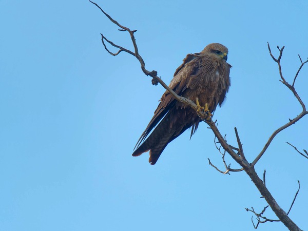 https://lemis.nyc3.digitaloceanspaces.com/grog/Photos/20250703/small/Birding-meeting-144.jpeg