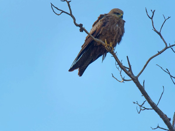 https://lemis.nyc3.digitaloceanspaces.com/grog/Photos/20250703/small/Birding-meeting-145.jpeg