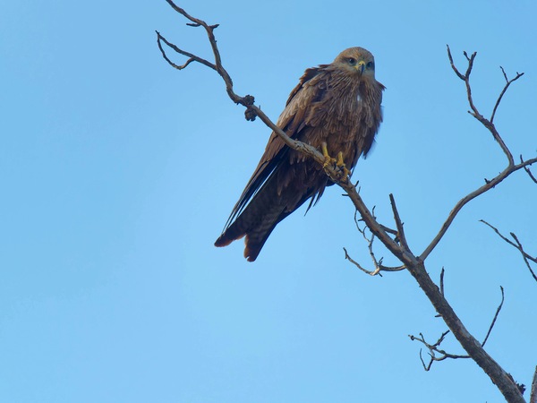 https://lemis.nyc3.digitaloceanspaces.com/grog/Photos/20250703/small/Birding-meeting-146.jpeg