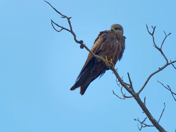 https://lemis.nyc3.digitaloceanspaces.com/grog/Photos/20250703/small/Birding-meeting-147.jpeg