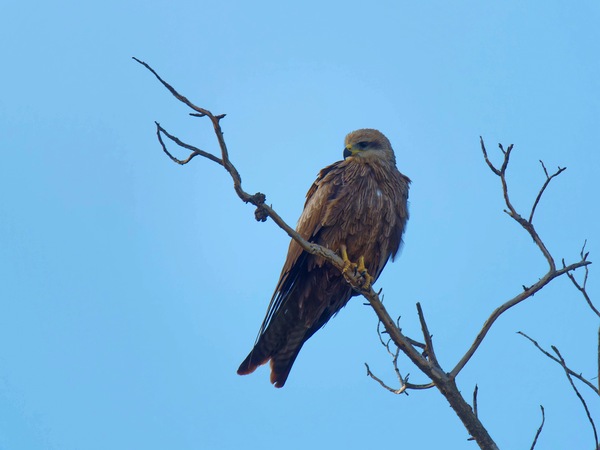 https://lemis.nyc3.digitaloceanspaces.com/grog/Photos/20250703/small/Birding-meeting-148.jpeg