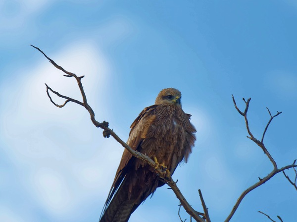 https://lemis.nyc3.digitaloceanspaces.com/grog/Photos/20250703/small/Birding-meeting-149.jpeg