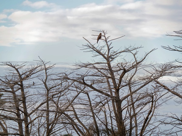 https://lemis.nyc3.digitaloceanspaces.com/grog/Photos/20250703/small/Birding-meeting-15.jpeg