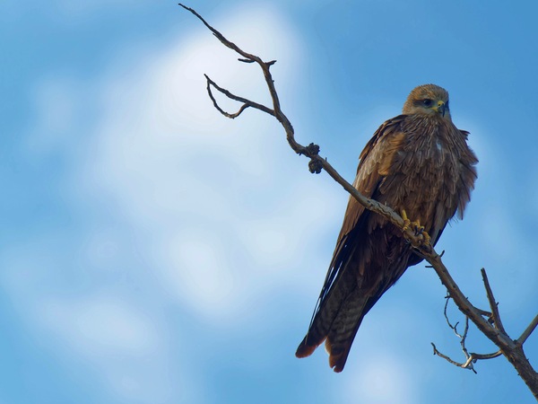 https://lemis.nyc3.digitaloceanspaces.com/grog/Photos/20250703/small/Birding-meeting-151.jpeg