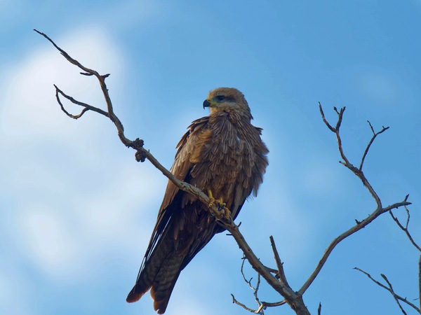 https://lemis.nyc3.digitaloceanspaces.com/grog/Photos/20250703/small/Birding-meeting-152.jpeg