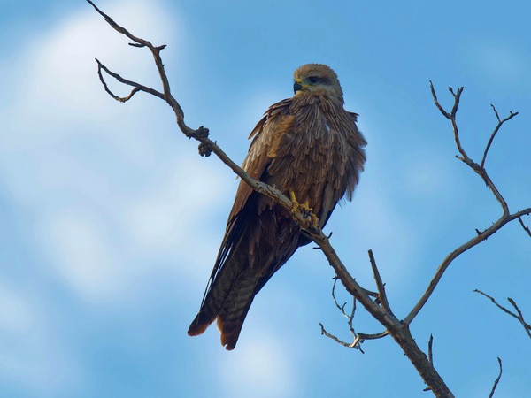 https://lemis.nyc3.digitaloceanspaces.com/grog/Photos/20250703/small/Birding-meeting-153.jpeg