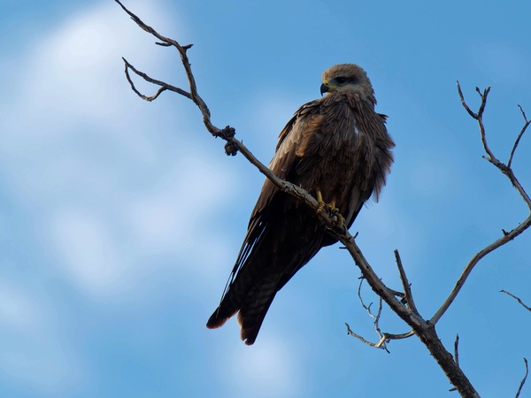 https://lemis.nyc3.digitaloceanspaces.com/grog/Photos/20250703/small/Birding-meeting-154.jpeg