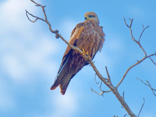 https://lemis.nyc3.digitaloceanspaces.com/grog/Photos/20250703/small/Birding-meeting-155.jpeg