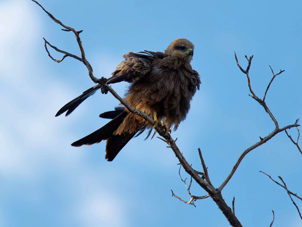 https://lemis.nyc3.digitaloceanspaces.com/grog/Photos/20250703/small/Birding-meeting-156.jpeg