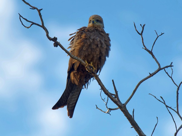 https://lemis.nyc3.digitaloceanspaces.com/grog/Photos/20250703/small/Birding-meeting-157.jpeg