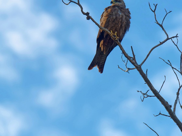 https://lemis.nyc3.digitaloceanspaces.com/grog/Photos/20250703/small/Birding-meeting-158.jpeg