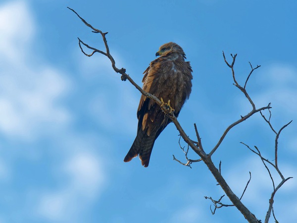 https://lemis.nyc3.digitaloceanspaces.com/grog/Photos/20250703/small/Birding-meeting-159.jpeg
