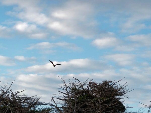 https://lemis.nyc3.digitaloceanspaces.com/grog/Photos/20250703/small/Birding-meeting-16.jpeg