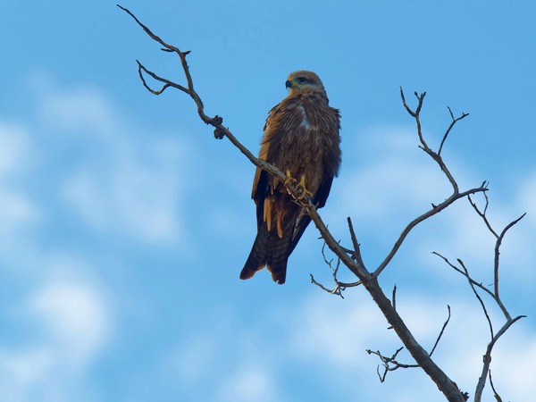 https://lemis.nyc3.digitaloceanspaces.com/grog/Photos/20250703/small/Birding-meeting-161.jpeg