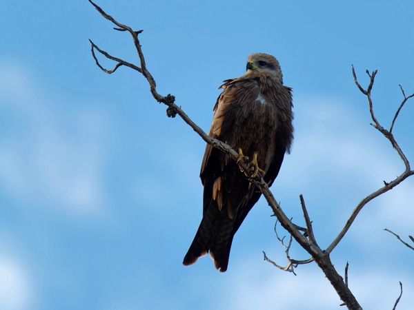https://lemis.nyc3.digitaloceanspaces.com/grog/Photos/20250703/small/Birding-meeting-162.jpeg