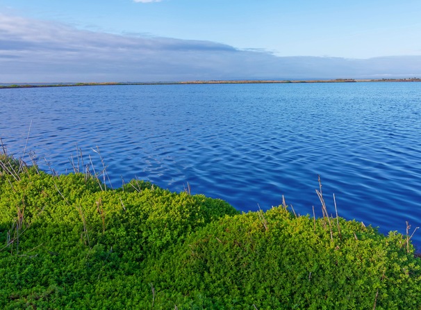 https://lemis.nyc3.digitaloceanspaces.com/grog/Photos/20250703/small/Birding-meeting-170.jpeg
