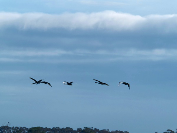https://lemis.nyc3.digitaloceanspaces.com/grog/Photos/20250703/small/Birding-meeting-174.jpeg