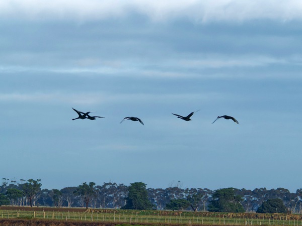 https://lemis.nyc3.digitaloceanspaces.com/grog/Photos/20250703/small/Birding-meeting-175.jpeg