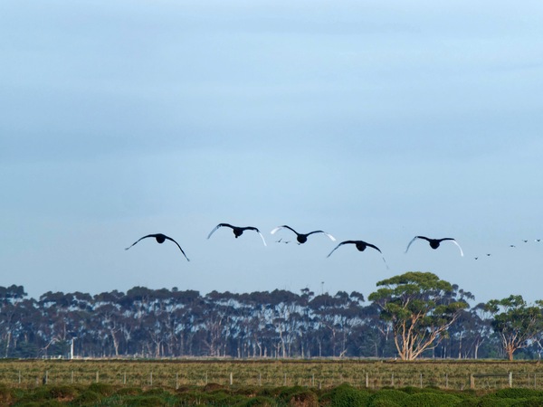 https://lemis.nyc3.digitaloceanspaces.com/grog/Photos/20250703/small/Birding-meeting-179.jpeg