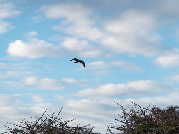 https://lemis.nyc3.digitaloceanspaces.com/grog/Photos/20250703/small/Birding-meeting-18.jpeg