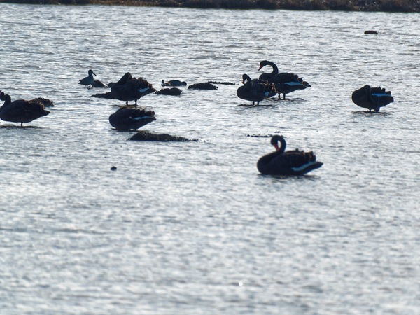 https://lemis.nyc3.digitaloceanspaces.com/grog/Photos/20250703/small/Birding-meeting-180.jpeg