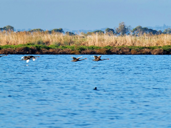 https://lemis.nyc3.digitaloceanspaces.com/grog/Photos/20250703/small/Birding-meeting-181.jpeg