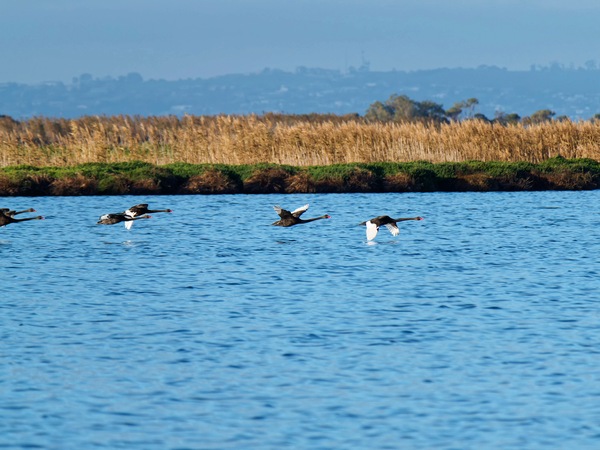 https://lemis.nyc3.digitaloceanspaces.com/grog/Photos/20250703/small/Birding-meeting-182.jpeg