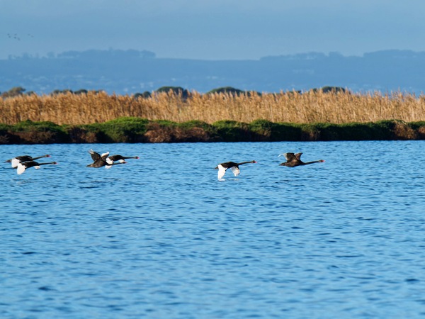 https://lemis.nyc3.digitaloceanspaces.com/grog/Photos/20250703/small/Birding-meeting-183.jpeg