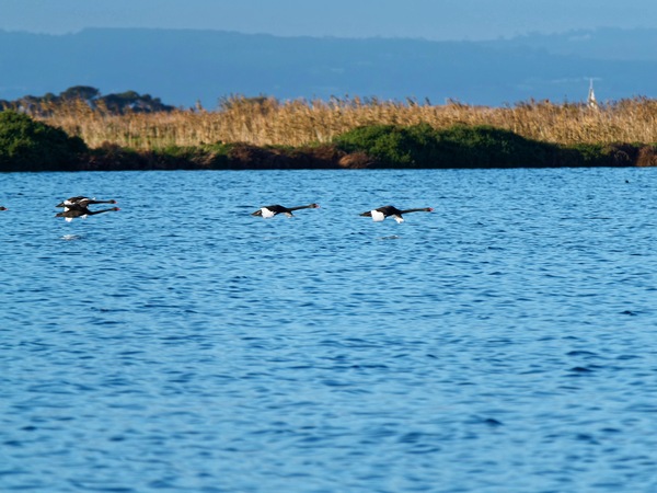 https://lemis.nyc3.digitaloceanspaces.com/grog/Photos/20250703/small/Birding-meeting-185.jpeg