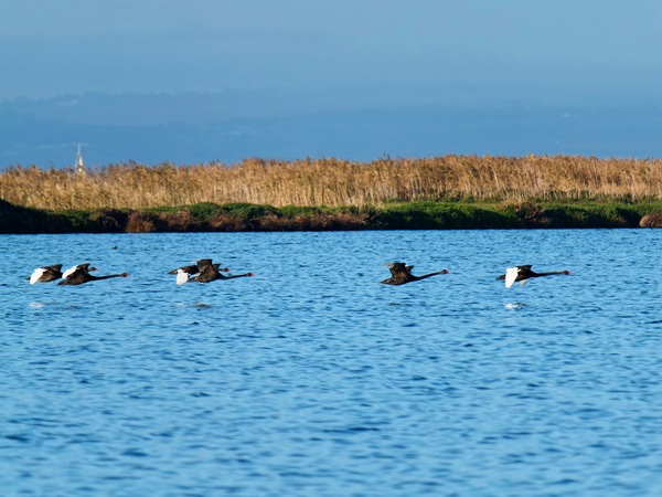 https://lemis.nyc3.digitaloceanspaces.com/grog/Photos/20250703/small/Birding-meeting-186.jpeg